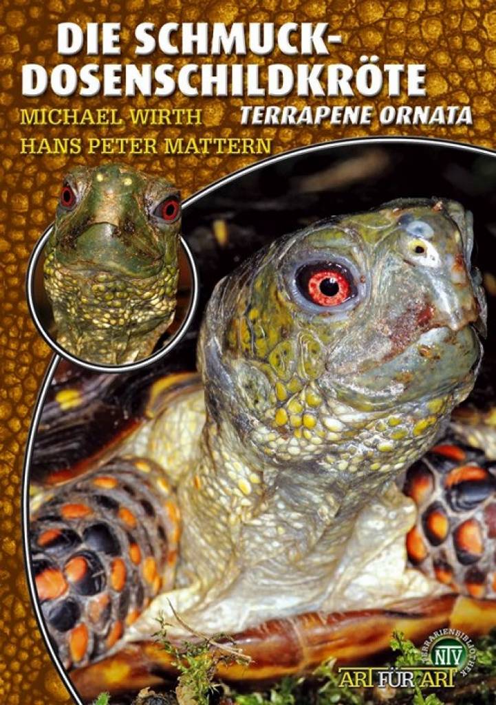 Die Schmuck-Dosenschildkröte